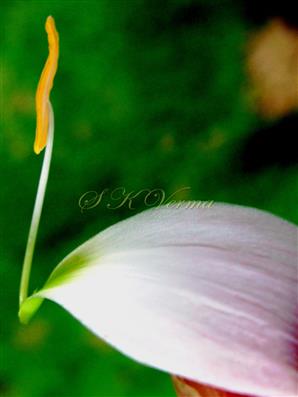  Stamen inserted at basal part of perianth tube